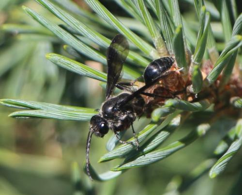 Isodontia mexicana